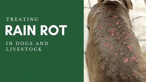 Treating Rain Rot in Dogs and Horses - DERMagic