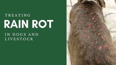 preventing rain rot on horse