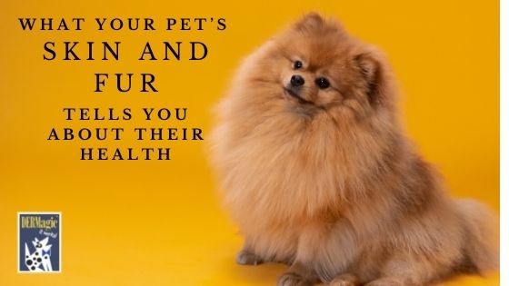 What your pets skin and fur tell you about health