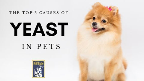 top 5 causes of yeast in pets