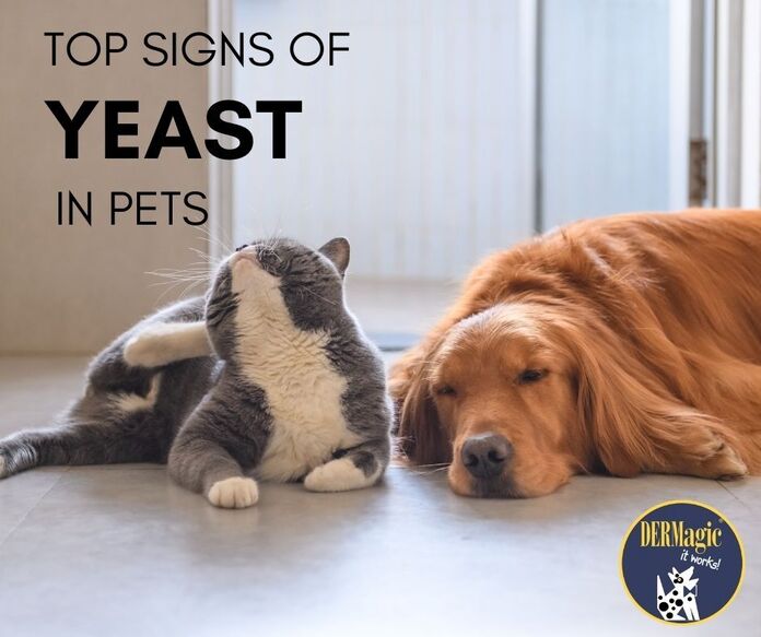 Signs of Yeast in Pets