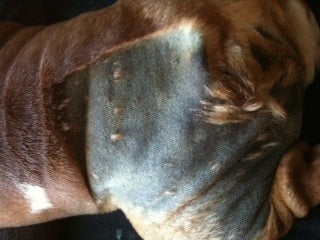 do dogs skin darken with age