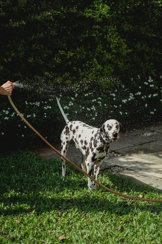 Washing a dog after being sprayed by a skunk