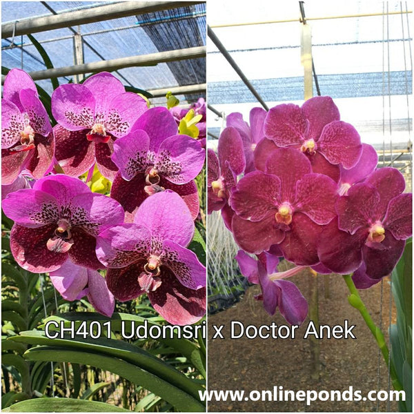 Vanda - Baby Size - Udomsri x [(Kultana gold x Bitz's Heartthrob 