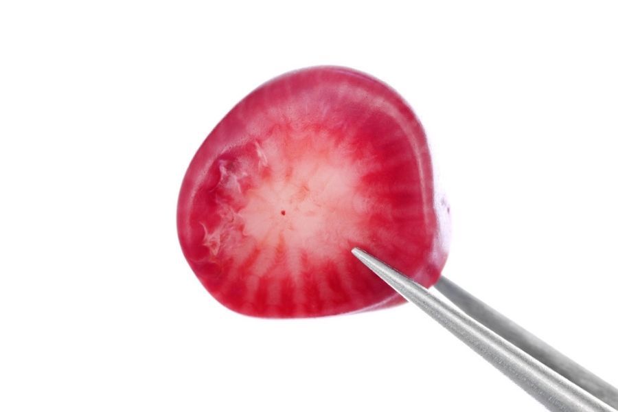 Red coral on a white background.