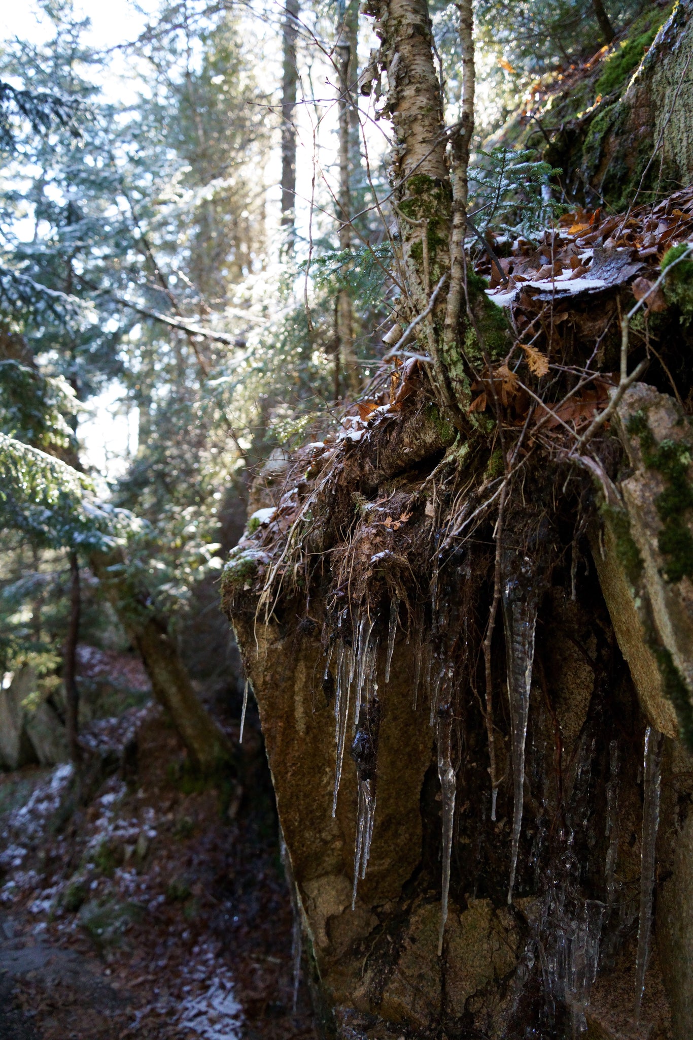 Birch Icicles