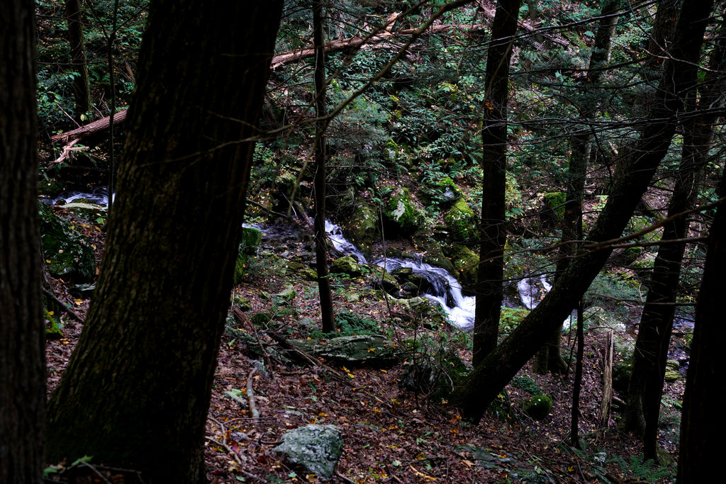 Alander Mountain Trail via South Taconic Trail