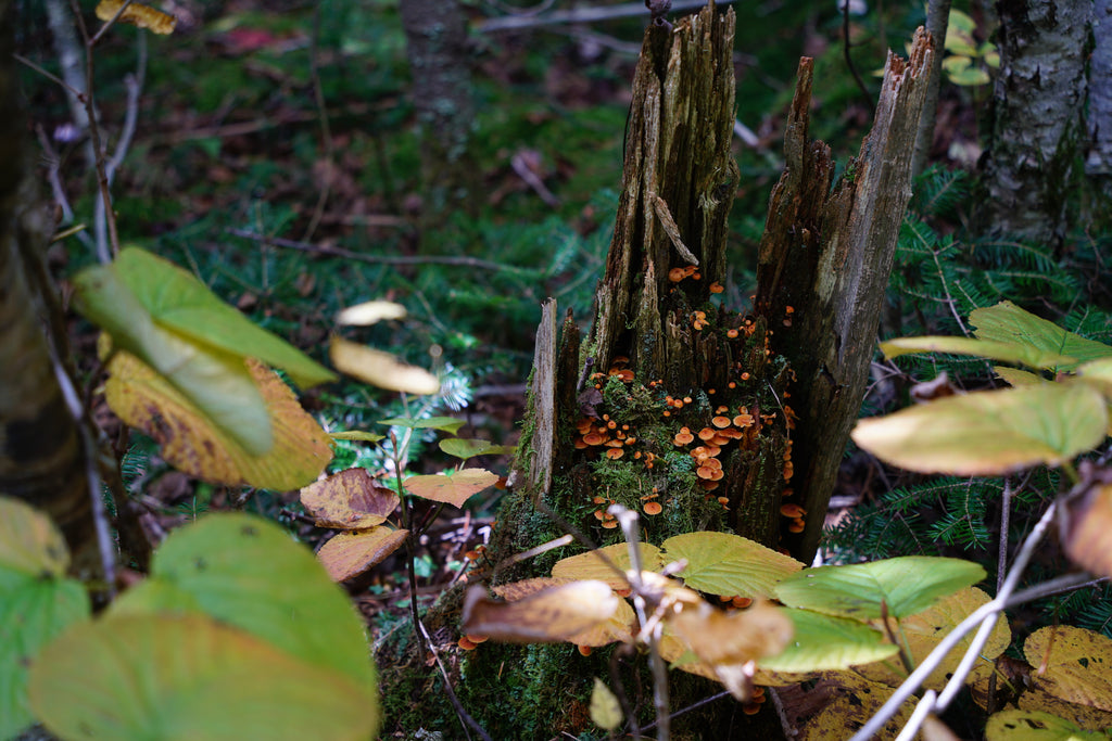 Giant Ledge and Panther Mountain Trail