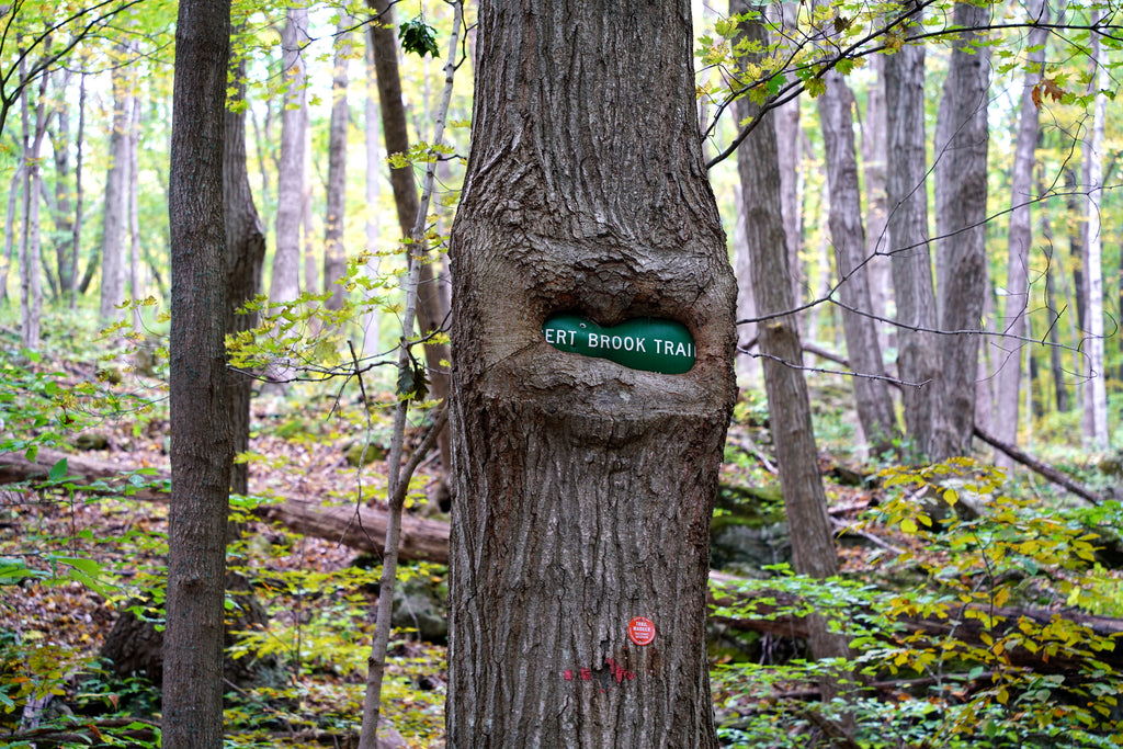 Alander Mountain Trail via South Taconic Trail