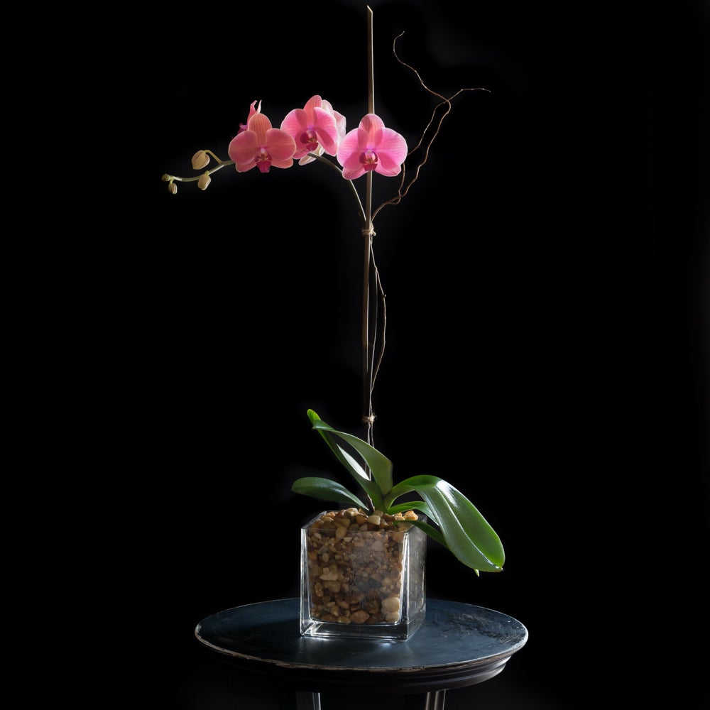 Mauve Phalaenopsis Orchid | Canes - Jardin Floral Design