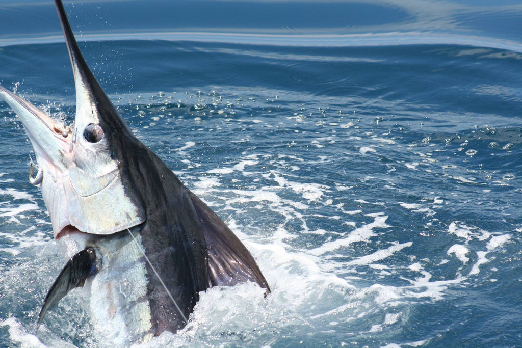 World's Top 10 Saltwater Game Fish