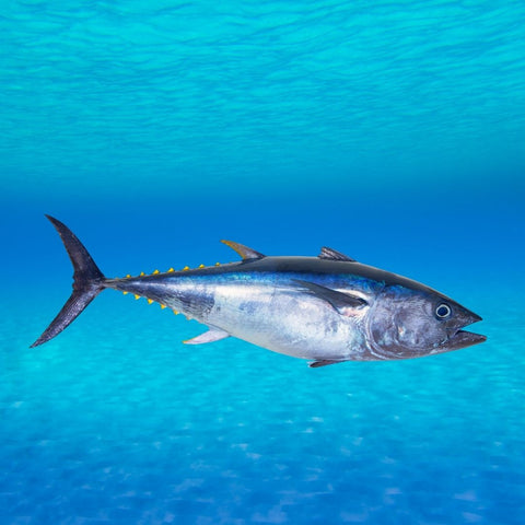 Rods & Reels Needed For Tuna Fishing In Southern California