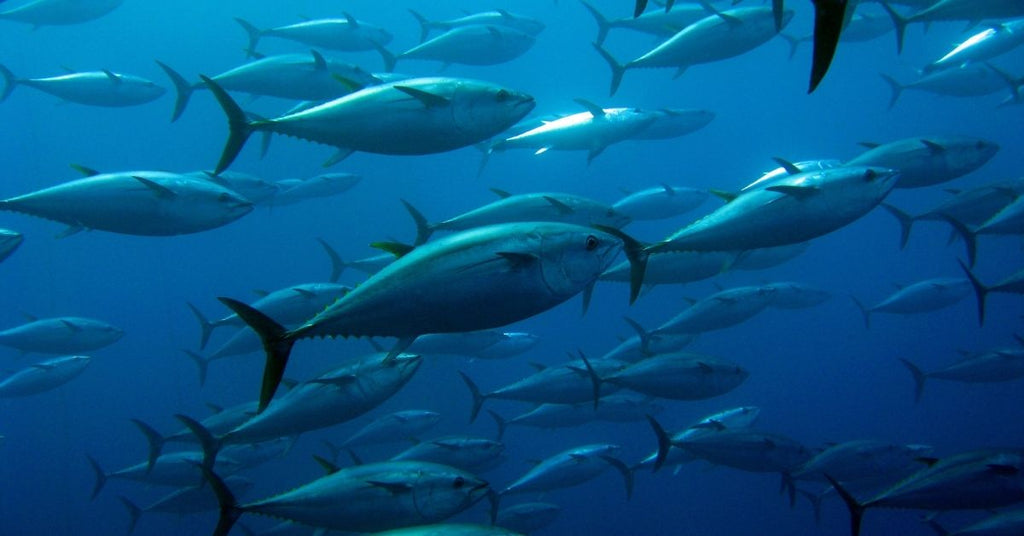 a school of tuna