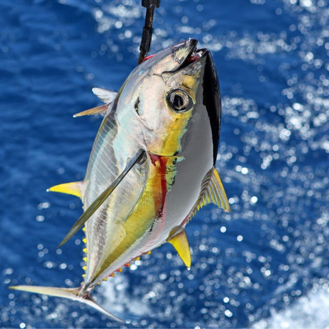 a yellowfin tuna