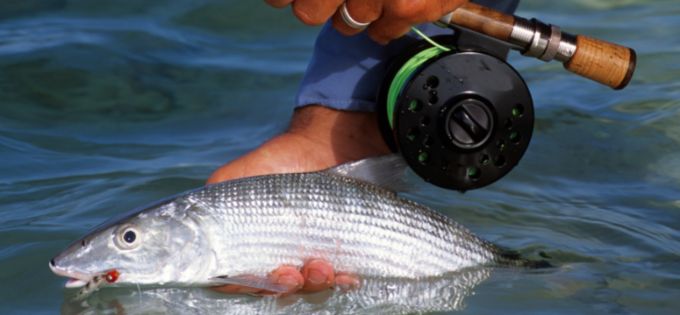 Person holding a bonefish partially in the water