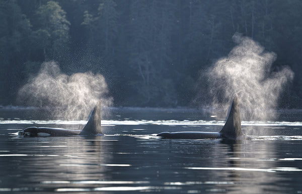 killer whales blowing water