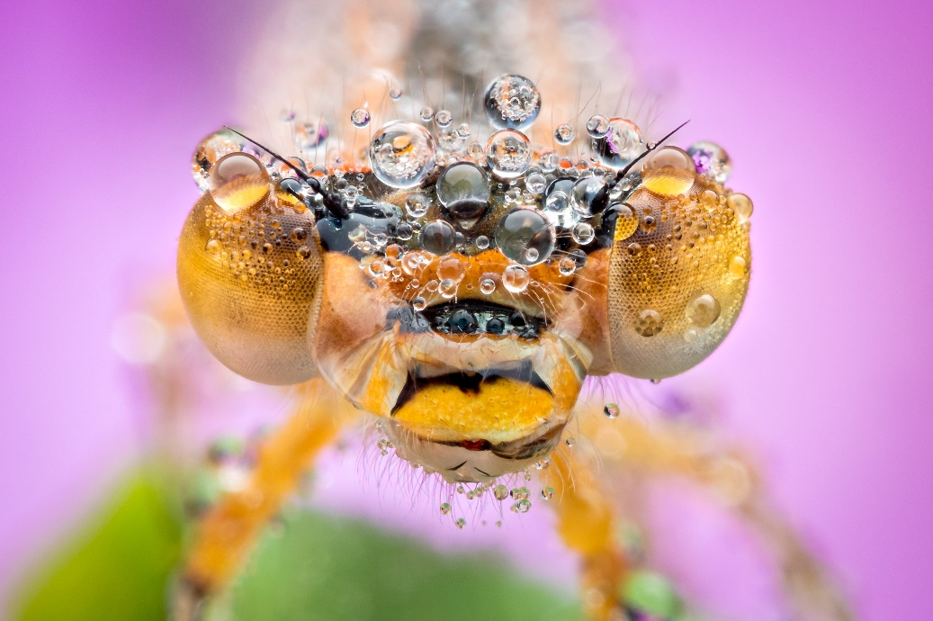 9 Best Cameras for Macro Photography in 2024