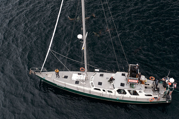 cetacean research vessel