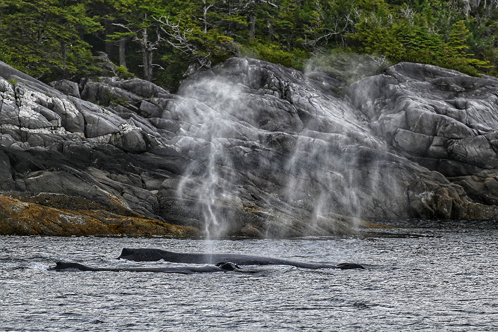 Photo of humpback whales blowing water taken by pro photographer Valeria Vergara