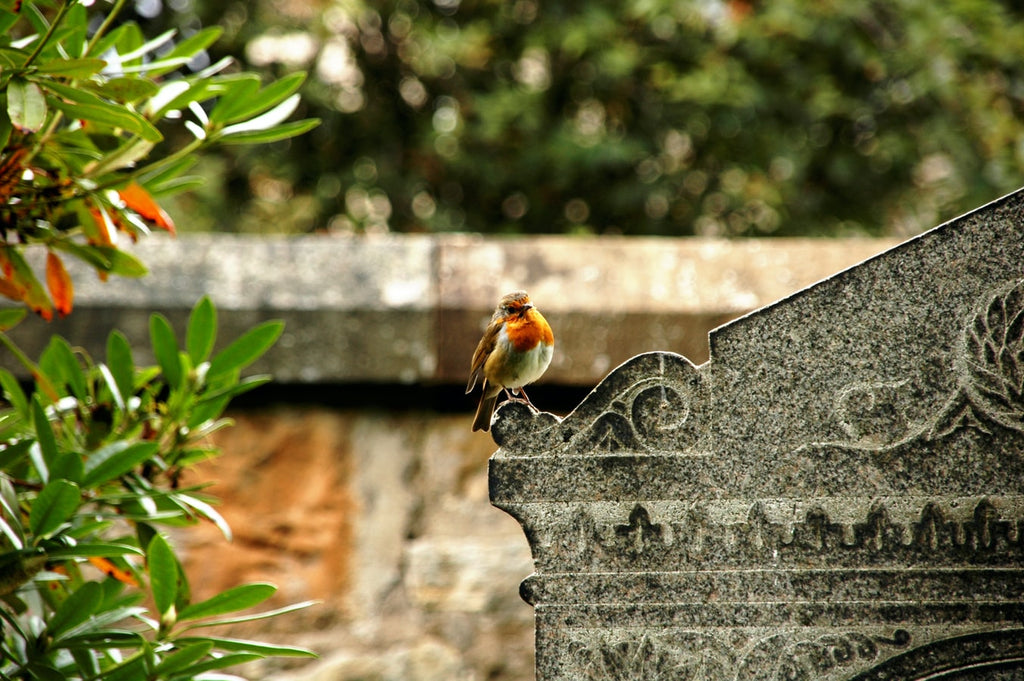 Robin in Cemetery