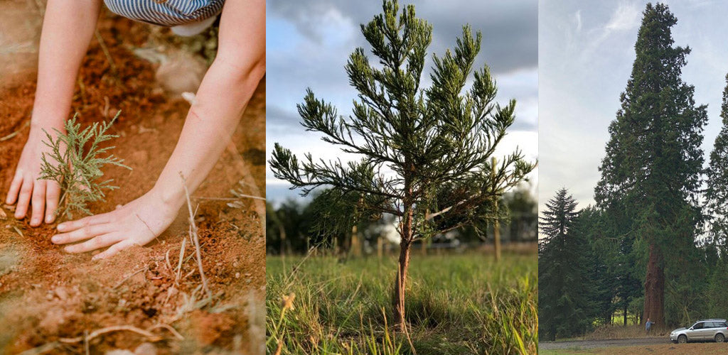 planting a giant sequoia sapling