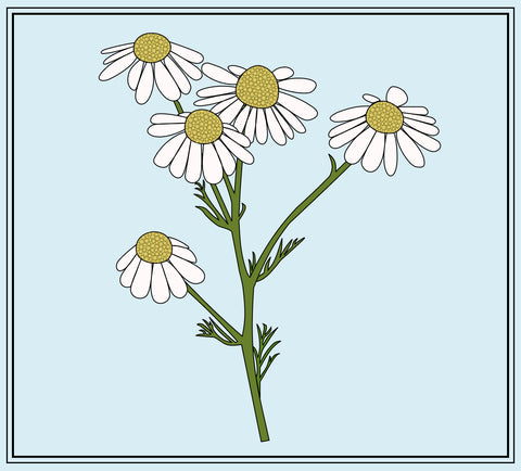 An illustration of Chamomile flowers