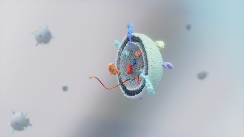 An illustration of an exosome. Photo credit KS Kim