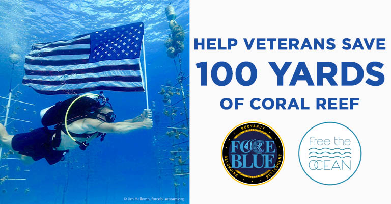 Help Veterans Save 100 Yards of Coral Reef