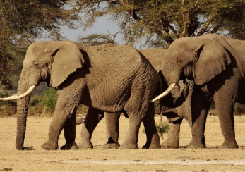 Elephants walking in the wild