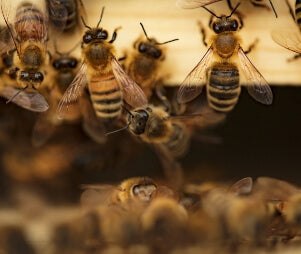 A close up of bees in a wooden hive