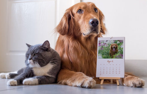 Dog And Cat Calendar