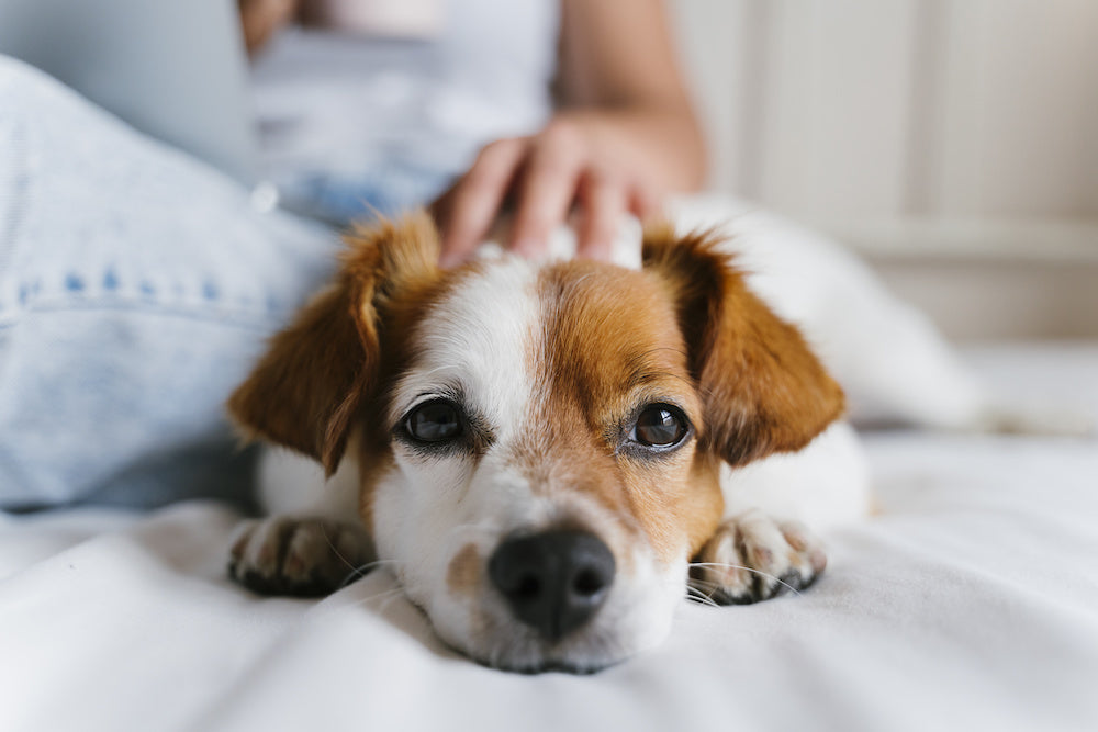 Dog Being Pet