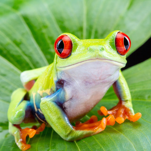 Frog on a leaf