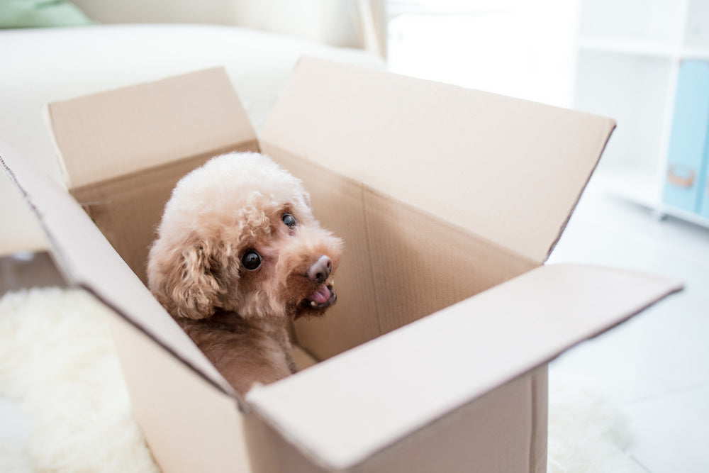 Dog In Box Looking Back