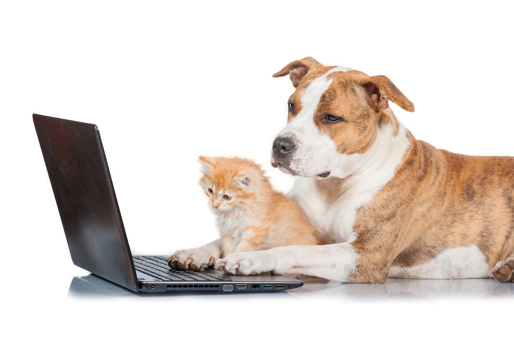 Cat And Dog On Laptop