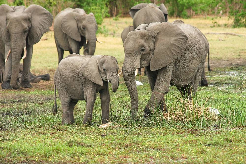 African elephant herd in the grass