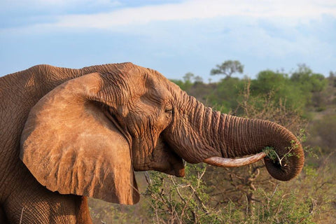 African elephant eating