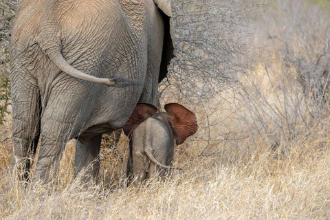 African elephant mother with calf