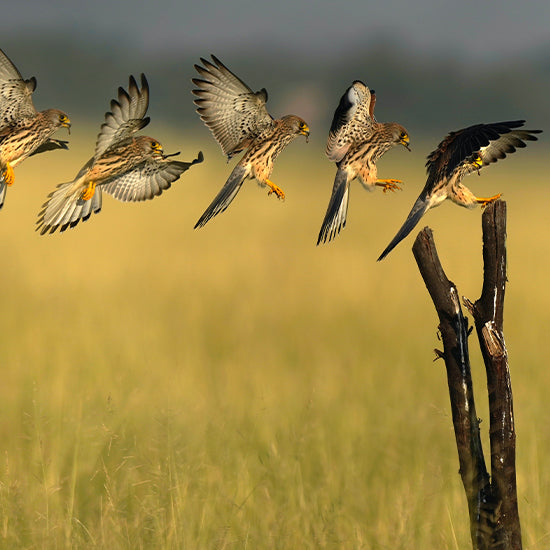 Save the American Kestrel