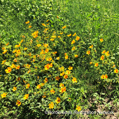 flower planting