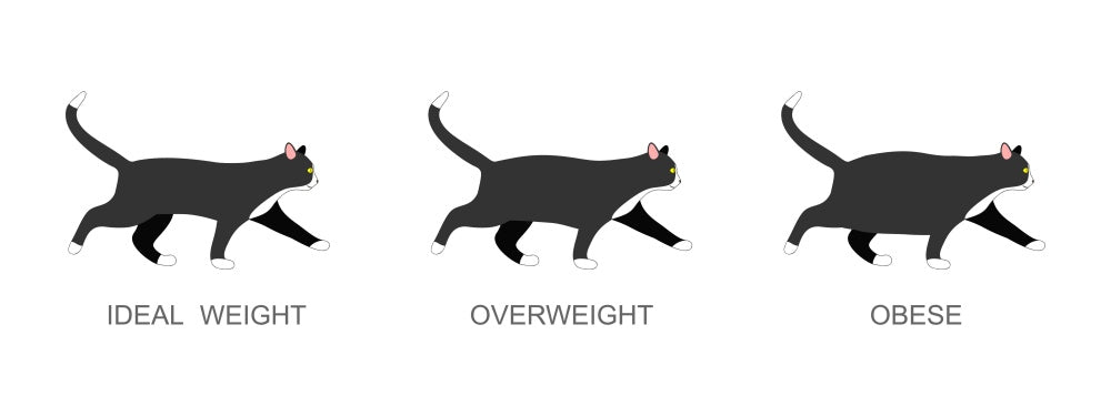  width=