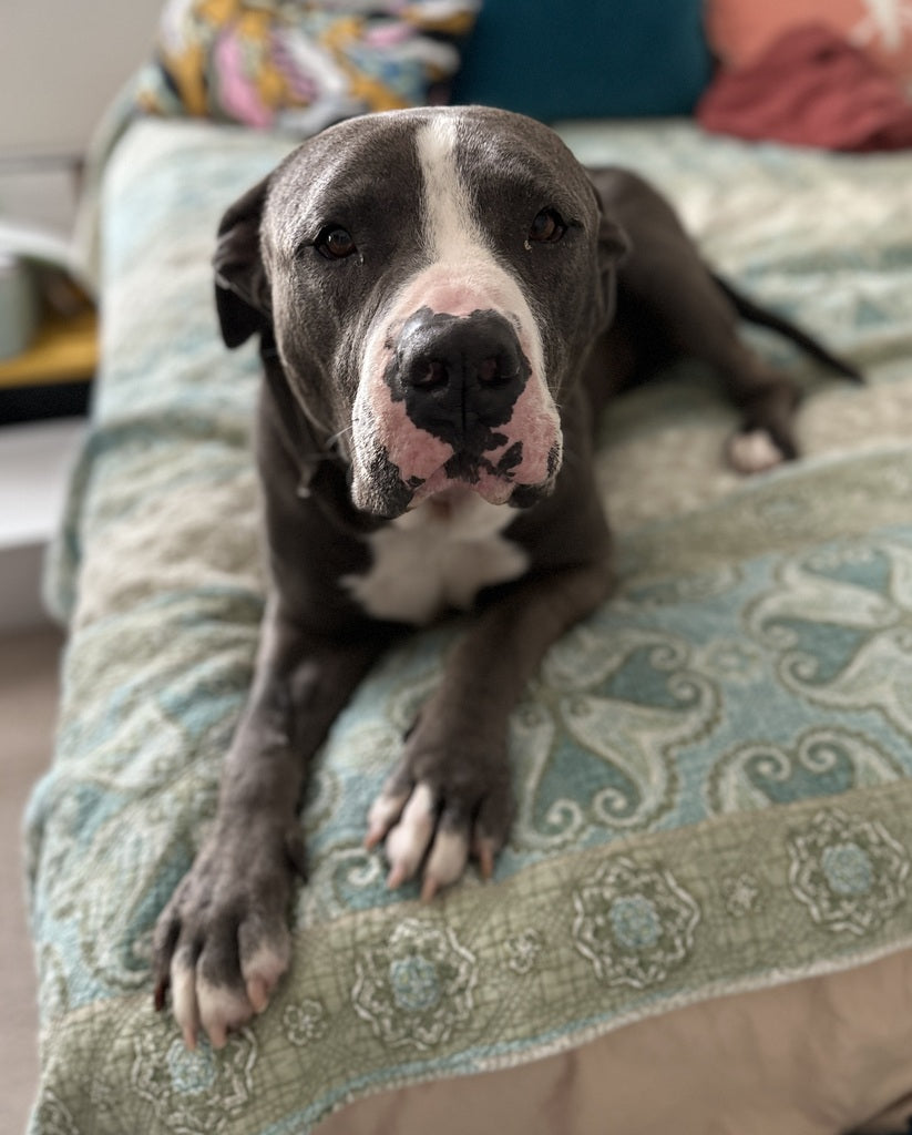 Adoptable dog