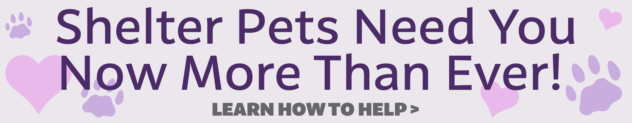 Shelter Pets Need You Now More Than Never | Learn How To Help