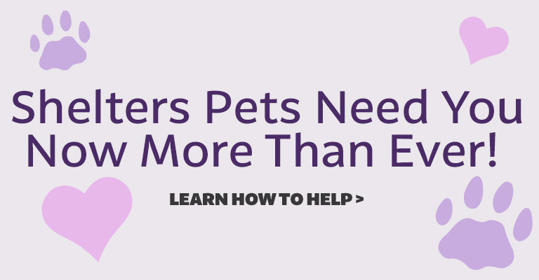 Shelter Pets Need You Now More Than Ever | Learn How To Help