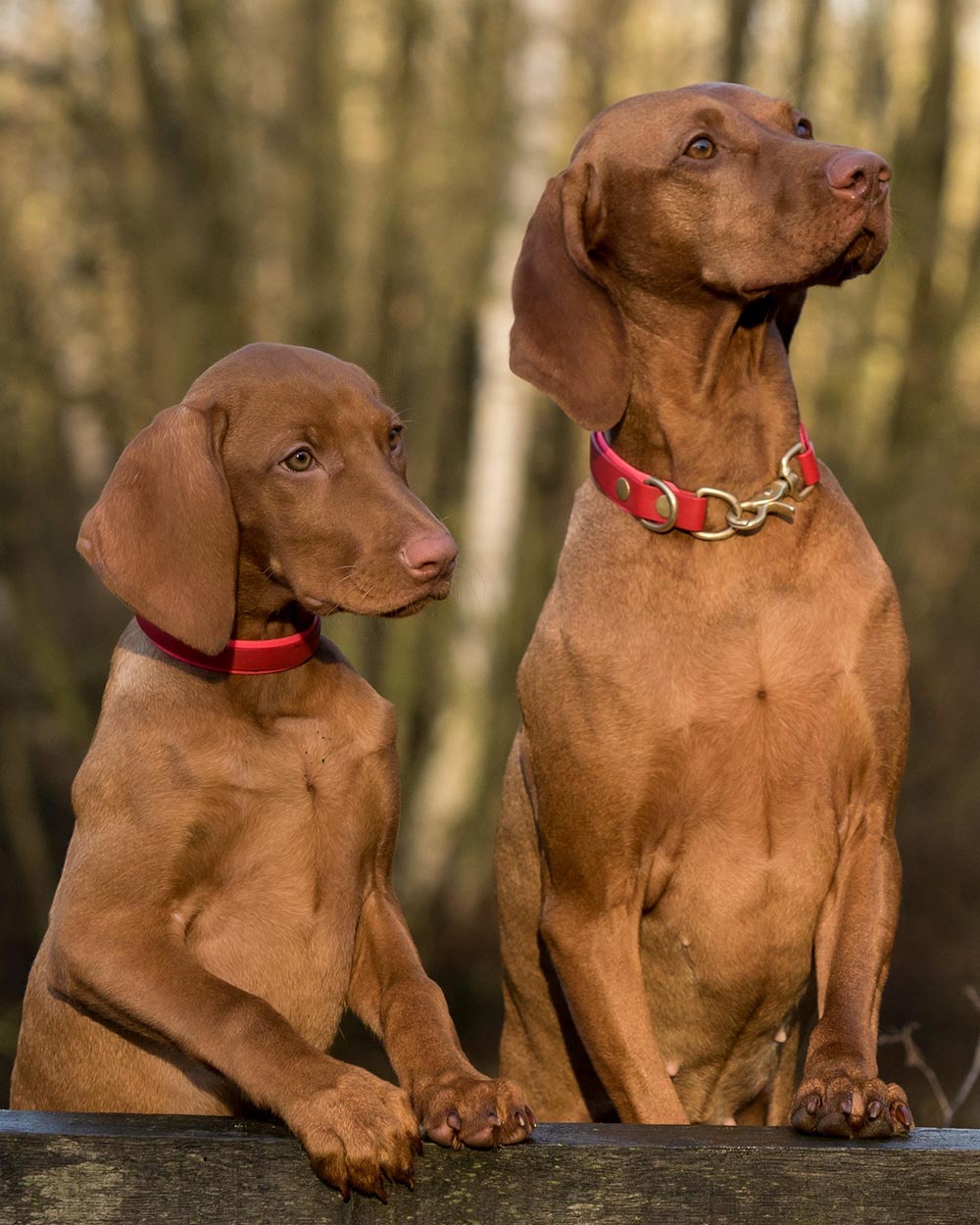 Larger dog breeds are more susceptible to heart disease.