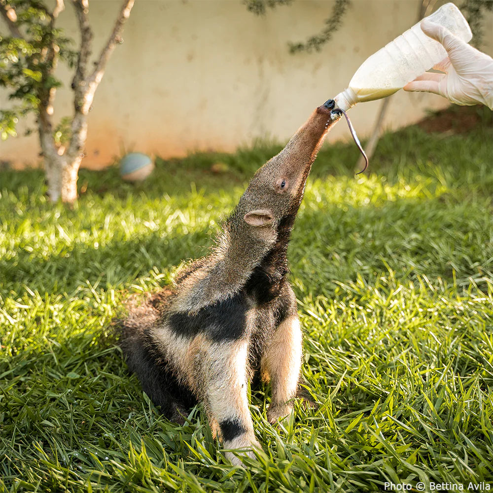 Help Protect the Giant Anteater