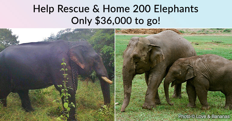 Help Rescue & Home 200 Elephants | Only $36,000 to go!