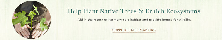 Help Plant Native Trees & Enrich Ecosystems | Aid in the return of harmony to a habitat and provide homes for wildlife. Support Tree Planting