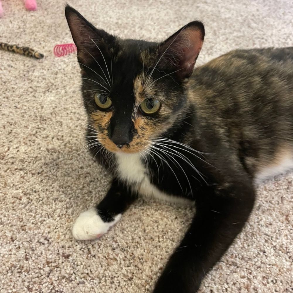 adoptable cat