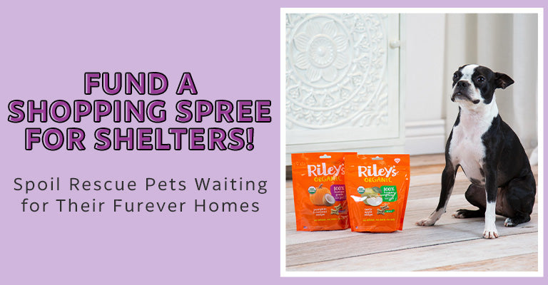 Fund a Shopping Spree for Shelters! | Spoil Rescue Pets Waiting for Their Furever Homes